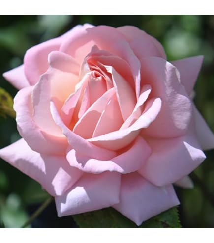 Amazon.com : Heirloom Roses Rose Plant - Muzi-Lucia Pink Rose Bush